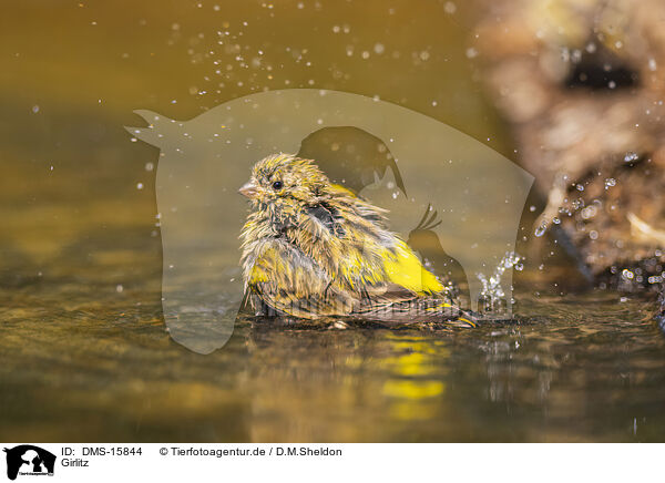 Girlitz / serin finch / DMS-15844