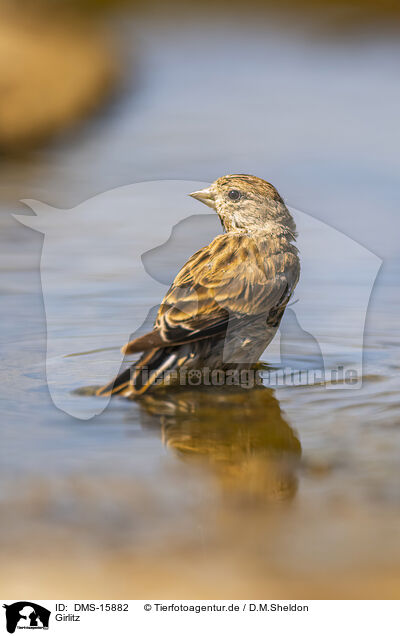 Girlitz / serin finch / DMS-15882