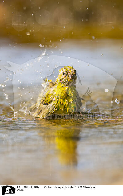 Girlitz / serin finch / DMS-15889