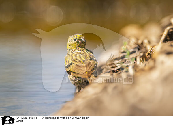 Girlitz / serin finch / DMS-15911