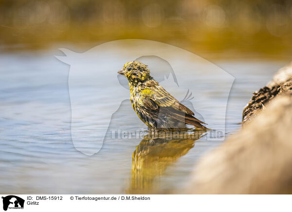 Girlitz / serin finch / DMS-15912
