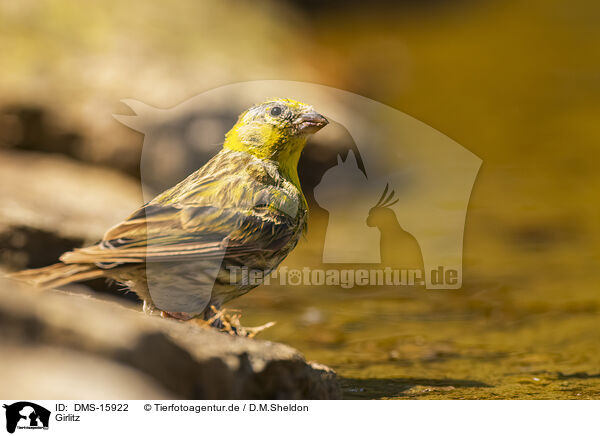 Girlitz / serin finch / DMS-15922