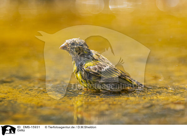 Girlitz / serin finch / DMS-15931