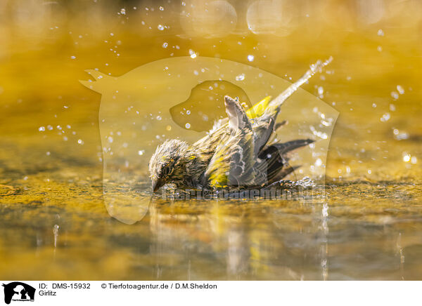 Girlitz / serin finch / DMS-15932