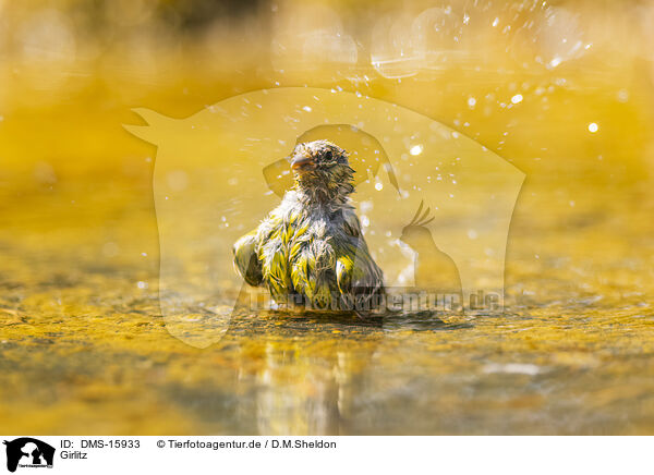 Girlitz / serin finch / DMS-15933