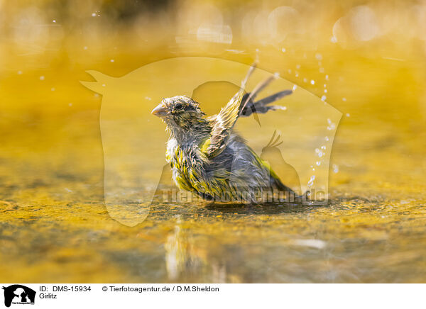 Girlitz / serin finch / DMS-15934