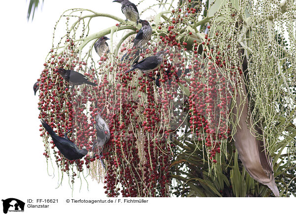 Glanzstar / FF-16621