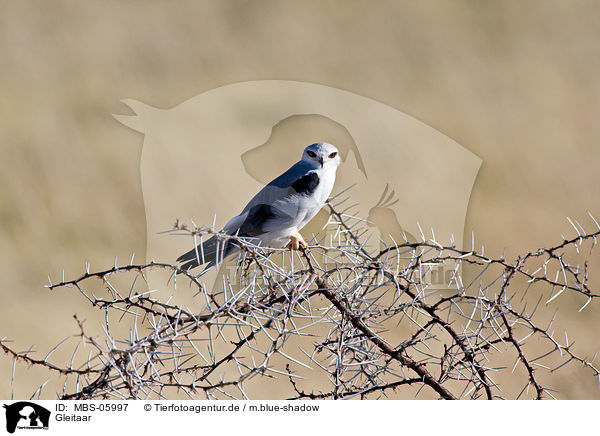 Gleitaar / black-shouldered kite / MBS-05997