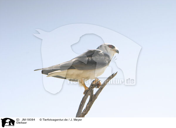 Gleitaar / black-shouldered kite / JM-18084