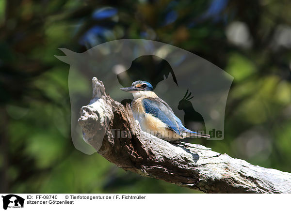 sitzender Gtzenliest / sitting Sacred Kingfisher / FF-08740