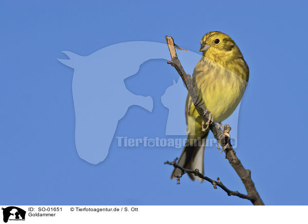 Goldammer / yellowhammer / SO-01651