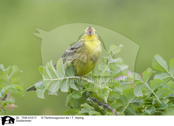 Goldammer / yellowhammer / THA-03317