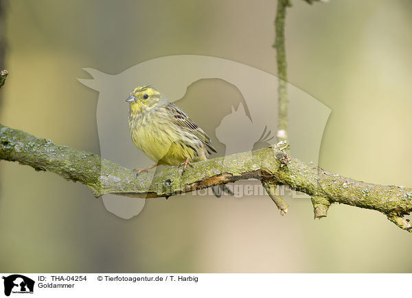 Goldammer / yellowhammer / THA-04254