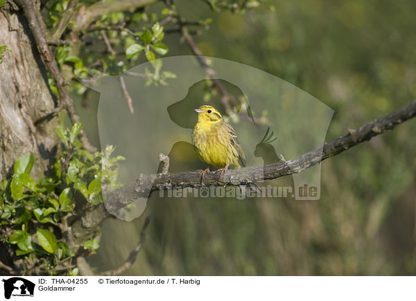 Goldammer / yellowhammer / THA-04255