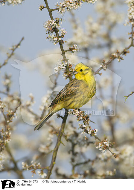 Goldammer / yellowhammer / THA-04973