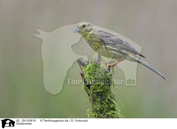 Goldammer / Yellowhammer / DV-03819