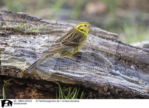 Goldammer / yellowhammer / MBS-25533