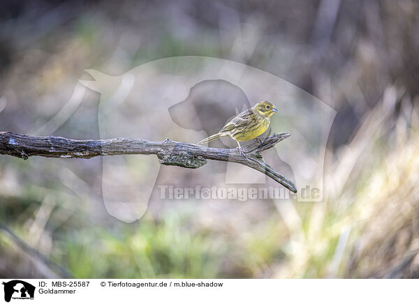 Goldammer / yellowhammer / MBS-25587