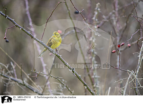 Goldammer / yellowhammer / MBS-25618