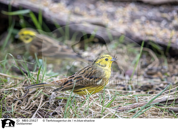 Goldammer / yellowhammer / MBS-25627