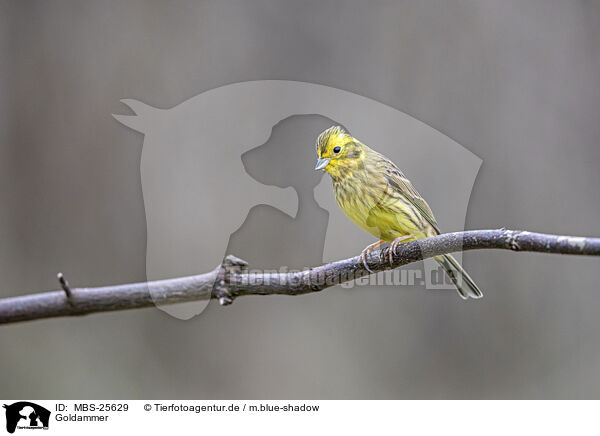 Goldammer / yellowhammer / MBS-25629