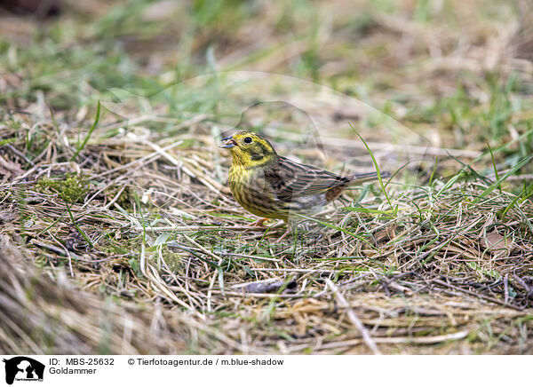 Goldammer / yellowhammer / MBS-25632