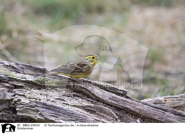 Goldammer / yellowhammer / MBS-25634