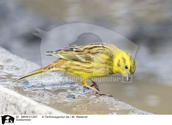 Goldammer / yellowhammer / MAW-01267
