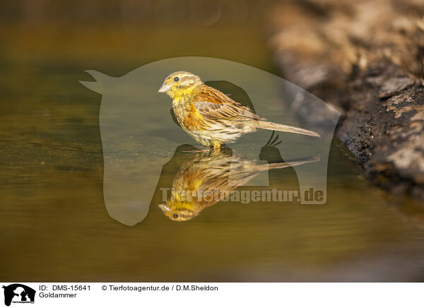 Goldammer / yellowhammer / DMS-15641