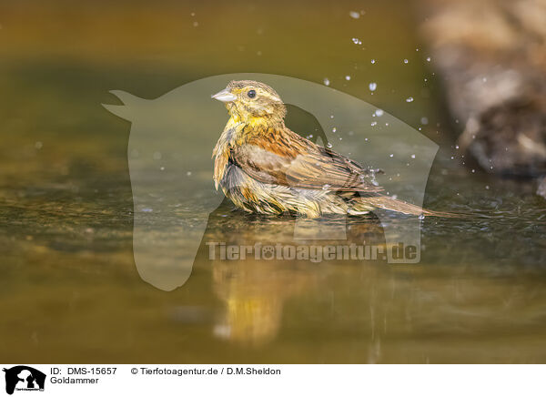 Goldammer / yellowhammer / DMS-15657