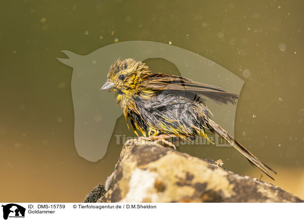 Goldammer / yellowhammer / DMS-15759