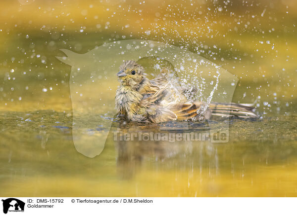 Goldammer / yellowhammer / DMS-15792