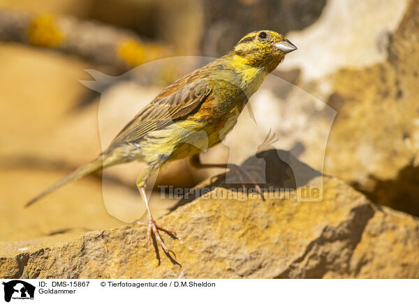 Goldammer / yellowhammer / DMS-15867