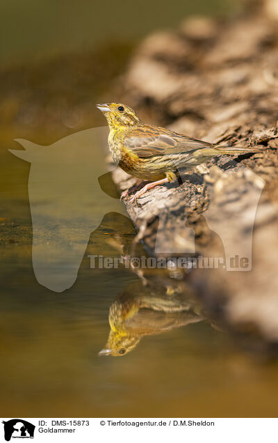 Goldammer / yellowhammer / DMS-15873