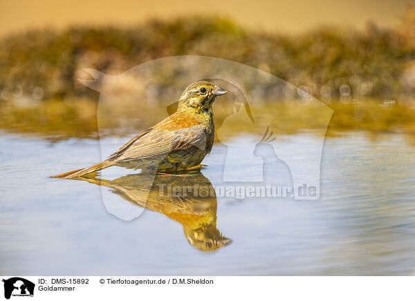 Goldammer / yellowhammer / DMS-15892