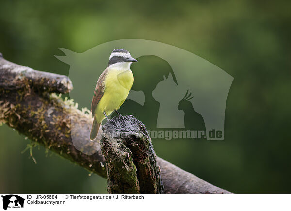 Goldbauchtyrann / Golden-bellied flycatcher / JR-05684