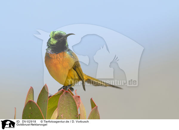Goldbrust-Nektarvogel / orange-breasted sunbird / DV-02918