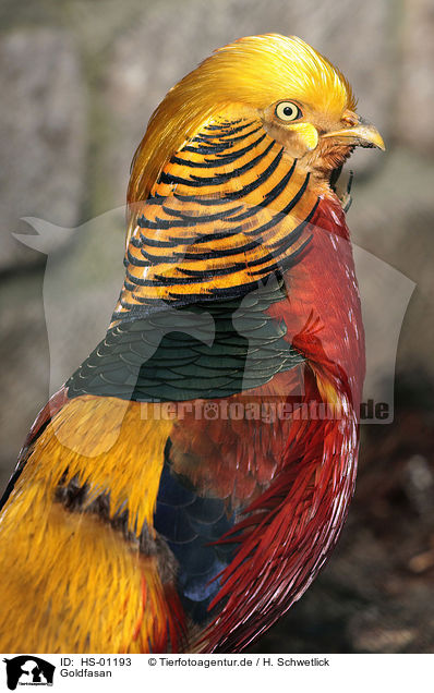 Goldfasan / golden pheasant / HS-01193