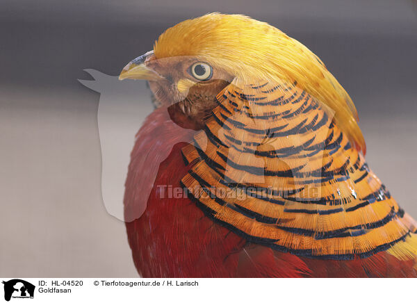 Goldfasan / golden pheasant / HL-04520