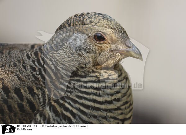 Goldfasan / golden pheasant / HL-04571