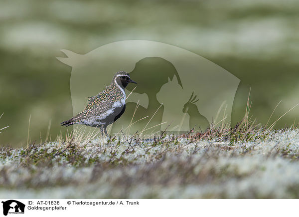 Goldregenpfeifer / Eurasian golden plover / AT-01838