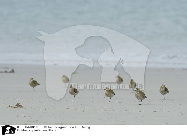 Goldregenpfeifer am Strand / THA-08100