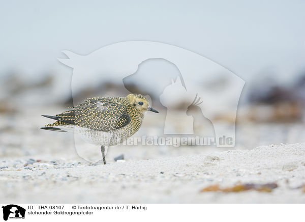 stehender Goldregenpfeifer / THA-08107