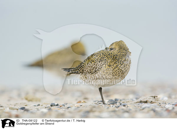Goldregenpfeifer am Strand / Golden Plovers at the beach / THA-08122
