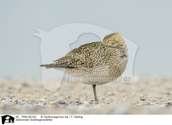 stehender Goldregenpfeifer / standing Golden Plover / THA-08123