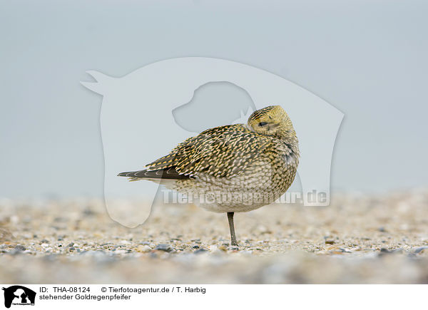stehender Goldregenpfeifer / standing Golden Plover / THA-08124