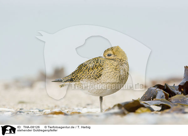 stehender Goldregenpfeifer / standing Golden Plover / THA-08126