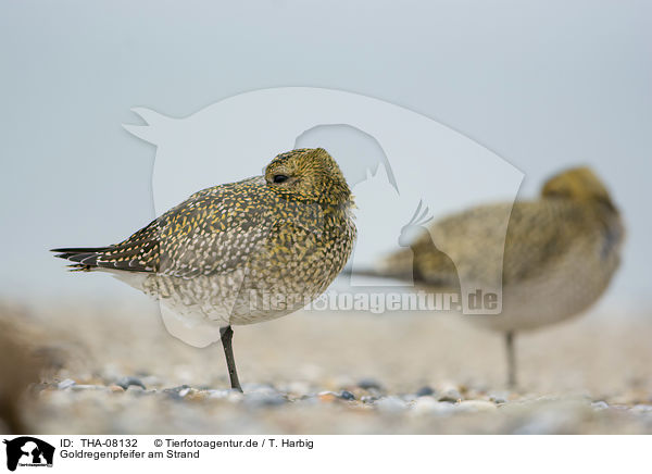 Goldregenpfeifer am Strand / Golden Plovers at the beach / THA-08132