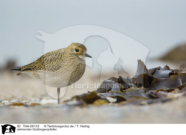 stehender Goldregenpfeifer / standing Golden Plover / THA-08133