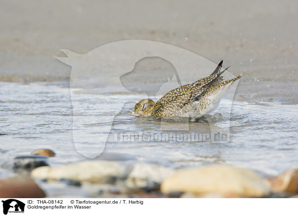 Goldregenpfeifer im Wasser / Golden Plover in the water / THA-08142